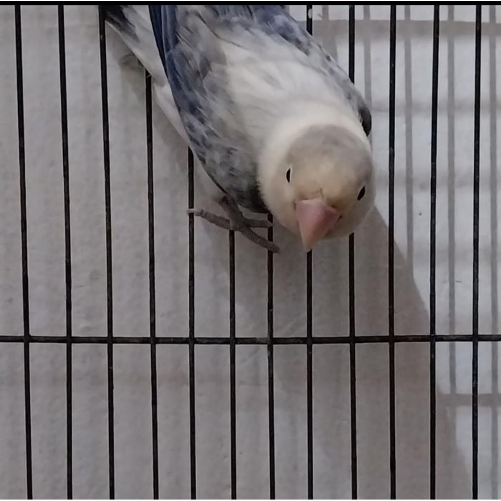 Lovebird Biola Euwing Dark Violet