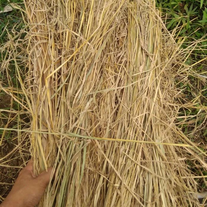 jerami padi kering 1kg