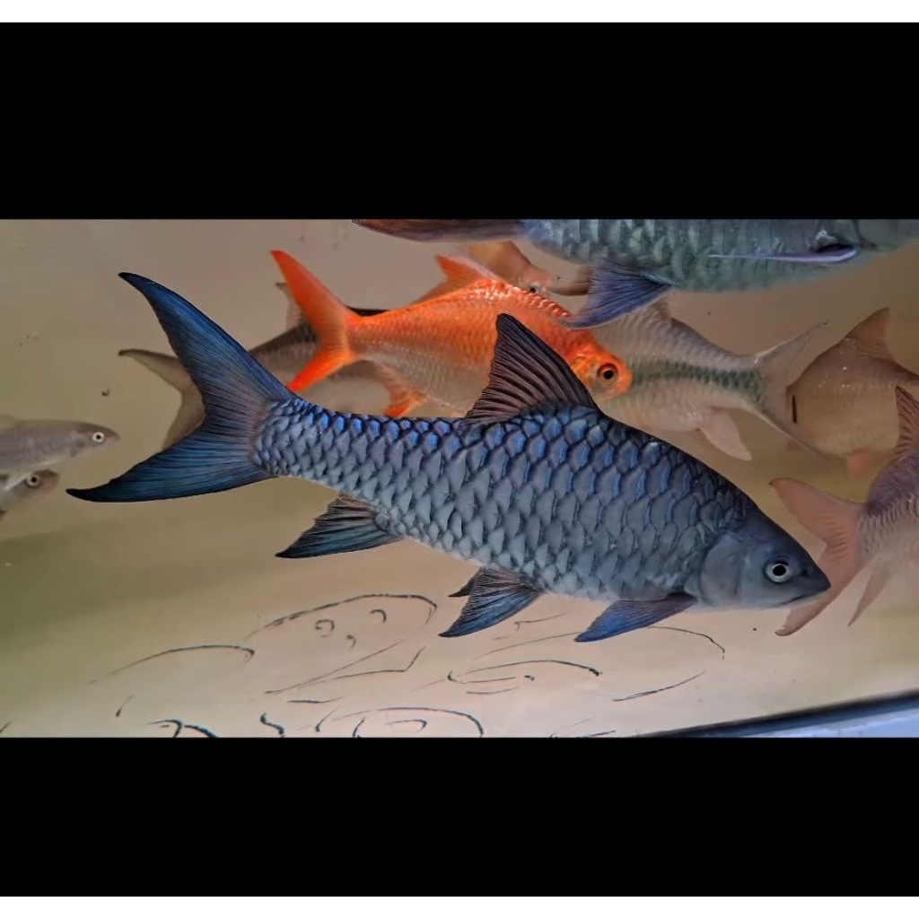 

(Stiker) Kelah Biru Malaysia 4-6 cm (promo 150 jadi 140)