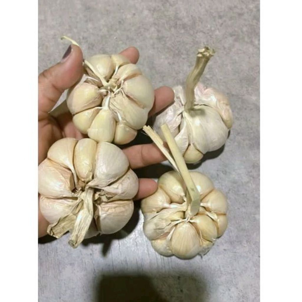 

BAWANG PUTIH BERKUALITAS 1000gr