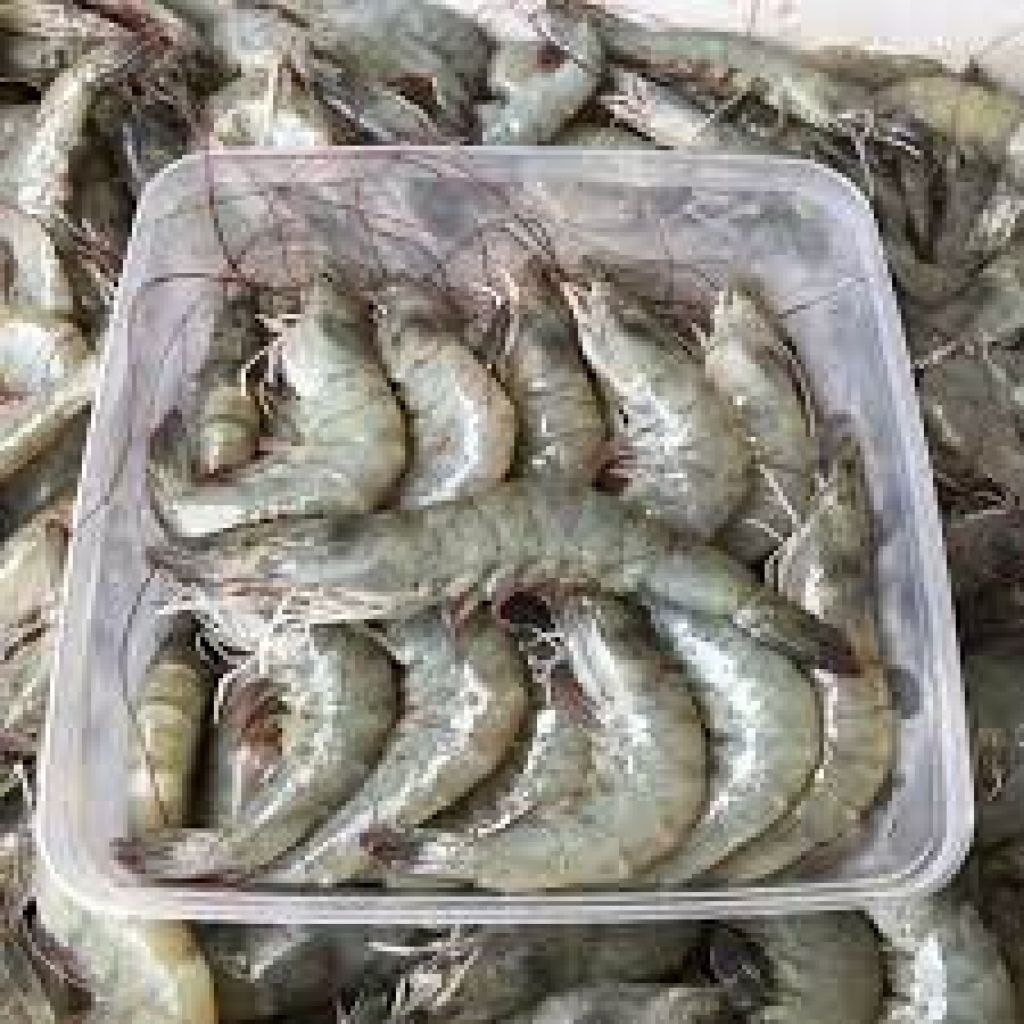 

udang vaname segarrr
