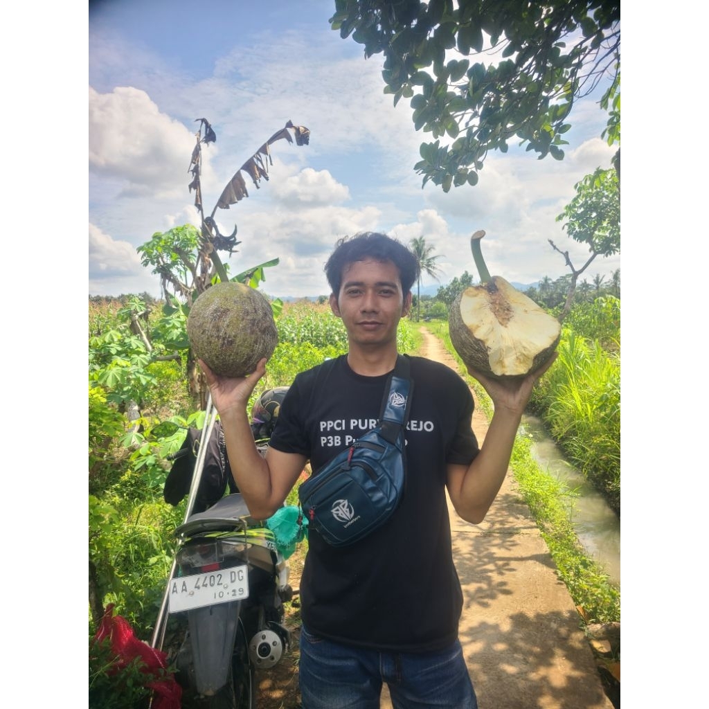 

buah sukun jumbo 2kg++ paling murah