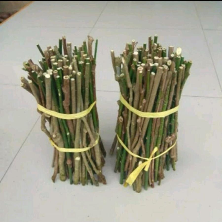 Bibit Stek Batang Daun Katu / Bibit Daun Katuk / Tanaman katuk