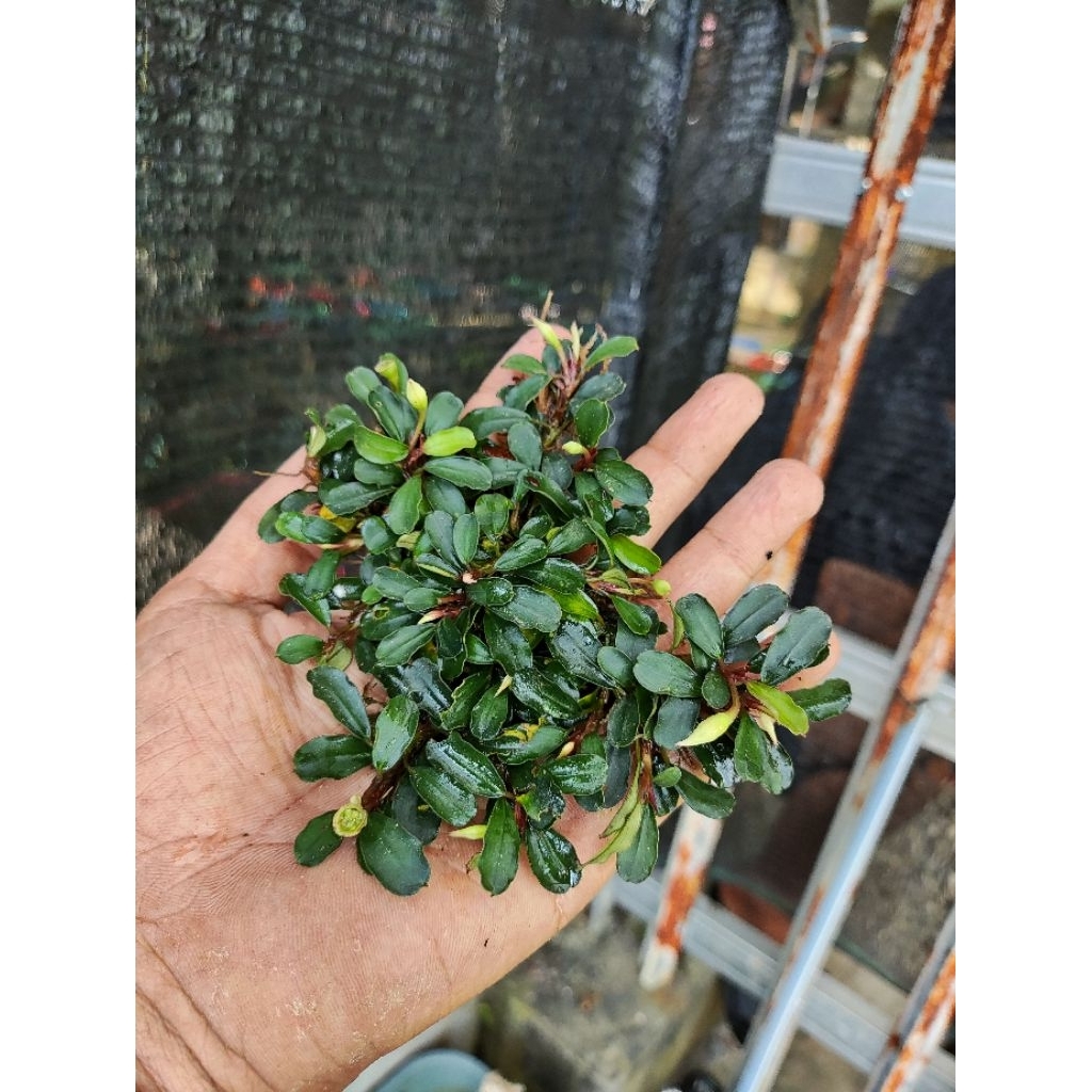 bucephalandra clump 1kg bersih