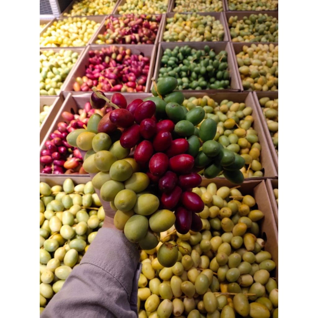 

[ TERMURAH ] PO KURMA MUDA MANIS PELANGI 3 WARNA 1 KG FRESH | FREE zuriat & testpack | Kurma Muda MERAH KUNING HIJAU | Kurma Muda Promil