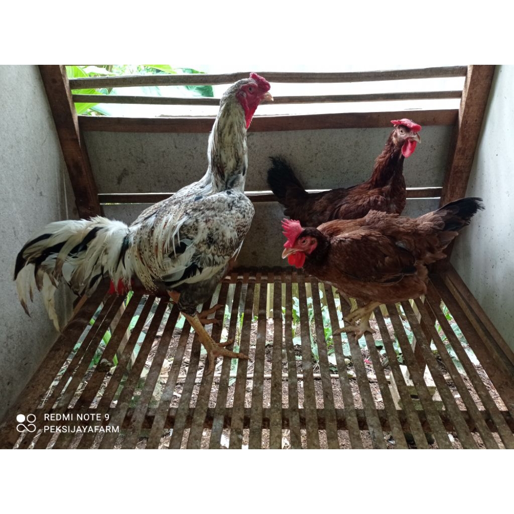 

Telur tetas ayam Sengkuni 2/ Gatotkoco trah pusat peternakmuda isi 6 butr