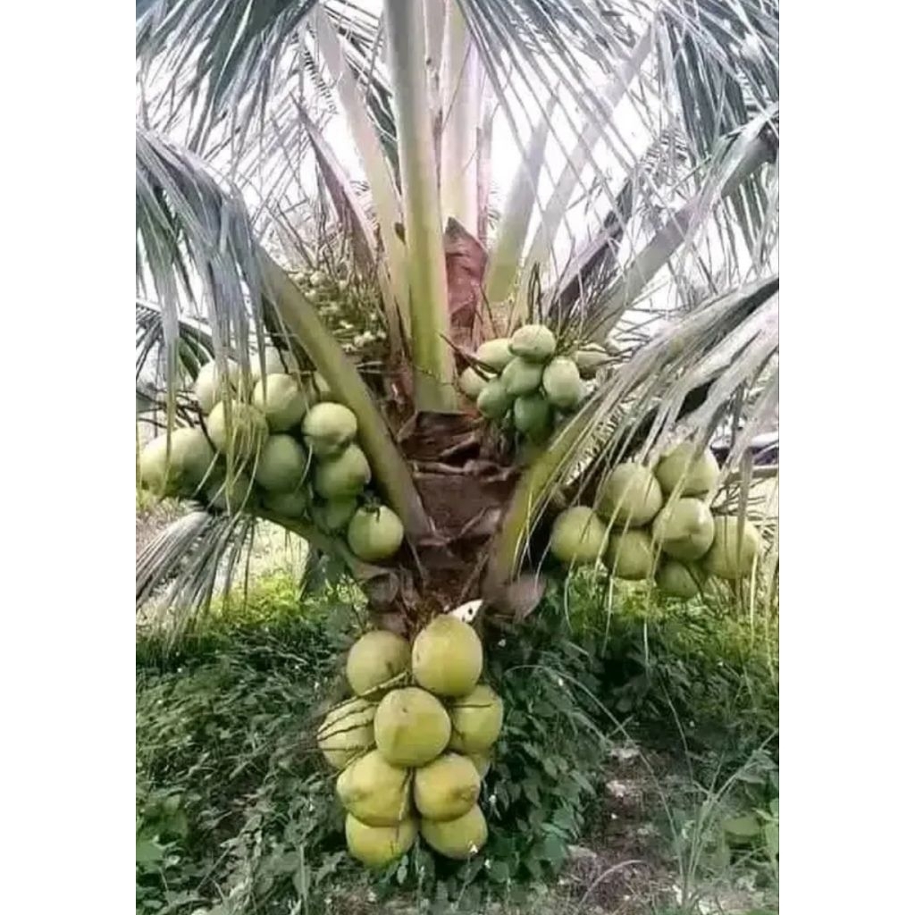 Bibit kelapa hibrida genjah