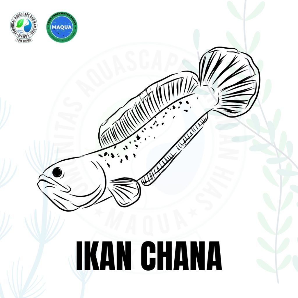 Ikan Chana mainan aquarium