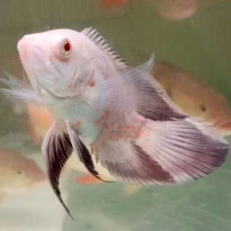 OSCAR TIGER ALBINO LYRETAIL | SLAYER SIZE 6-7 CM