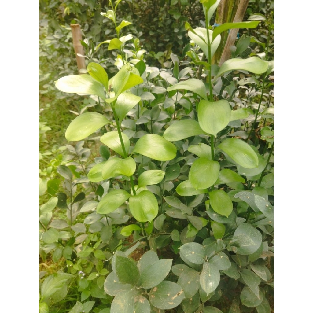 Jual Bibit Daun Potong Ruskus (Ruscus) - Harga Murah & Grosir
