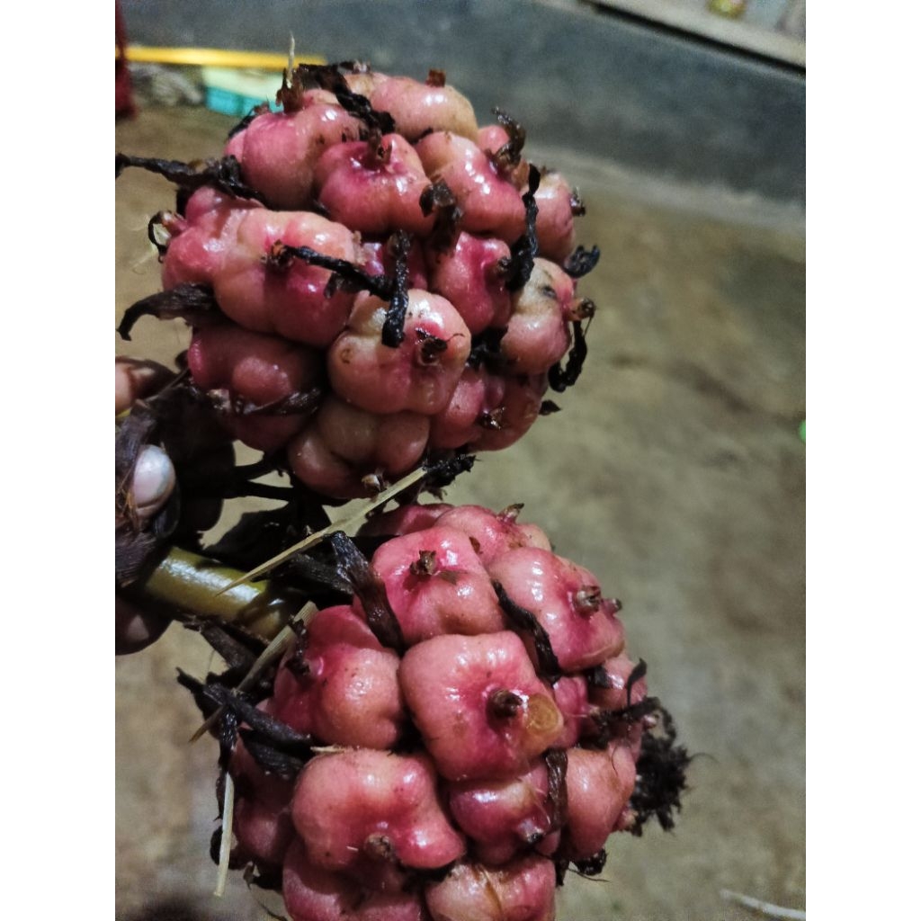 

Buah Honje Segar Mix merah-hijau kemasan 1kg