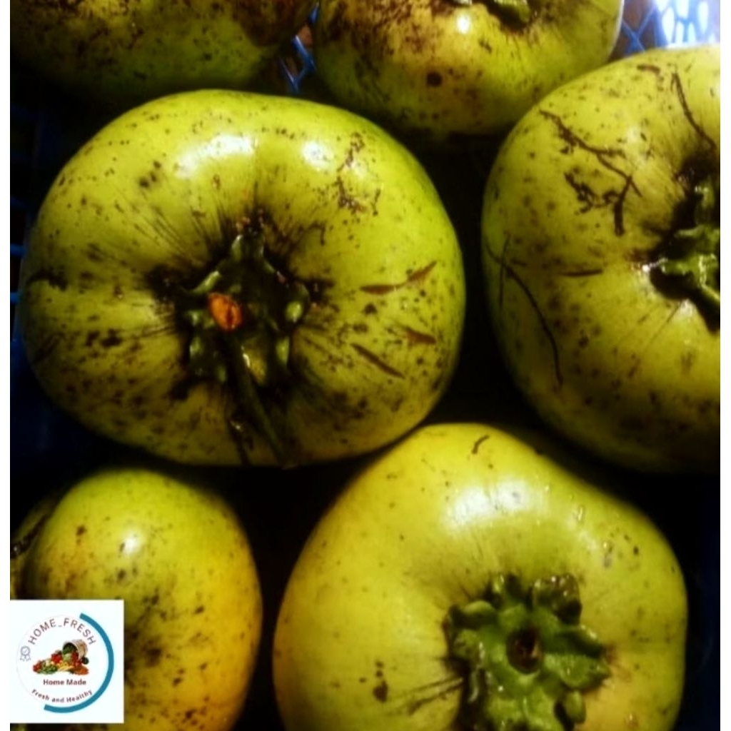 

buah black sapote 1 kg buah black sapote giant import