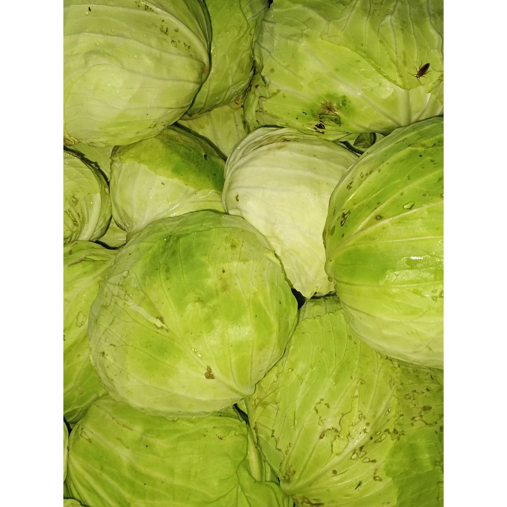

kol segar