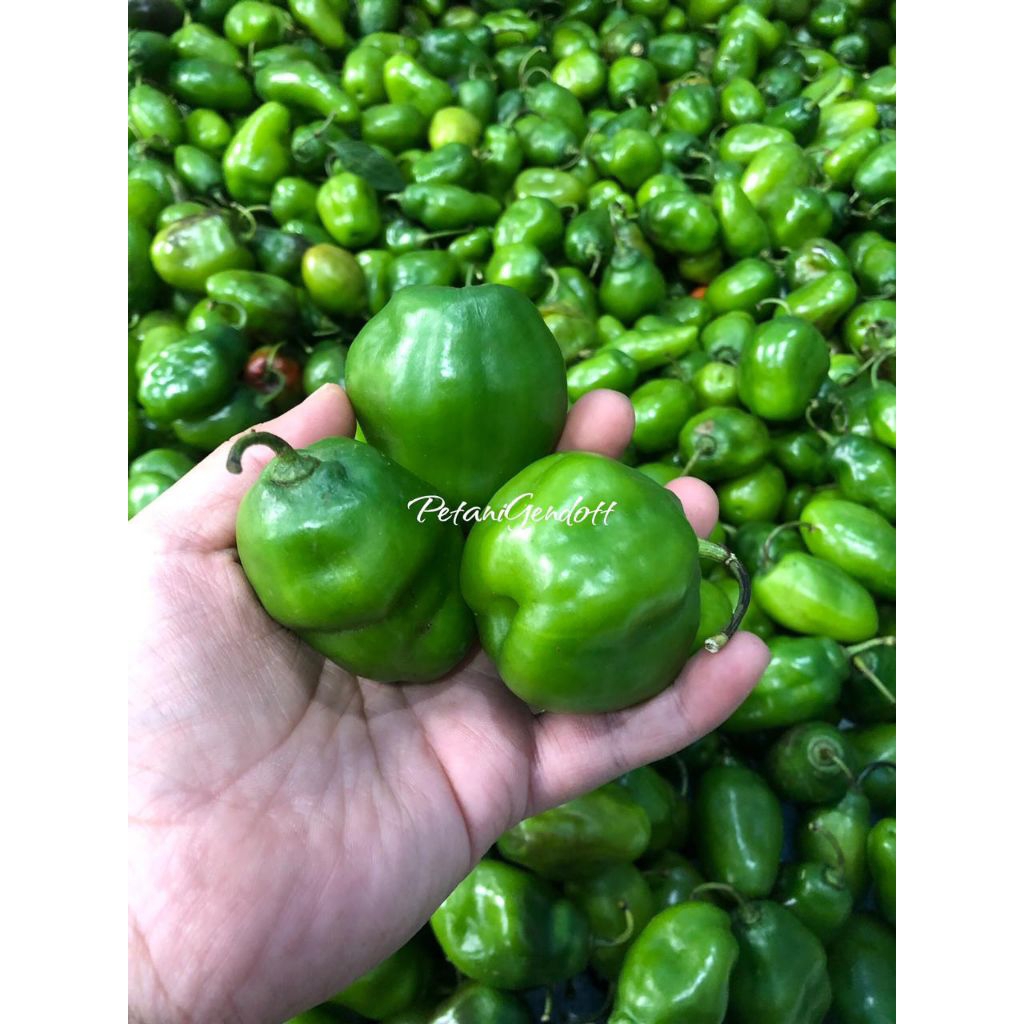 

CABE GENDOT FRESH KEMASAN 500GR