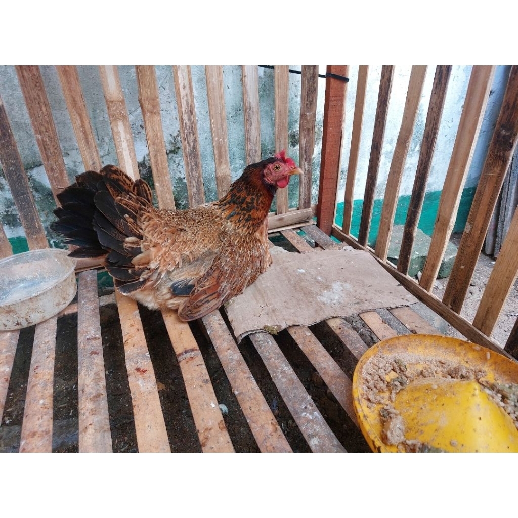 

AYAM KAMPUNG HIDUP / POTONG SIAP MASAK Daging Segar Asli Pedesaan | Enak Gurih Bergizi