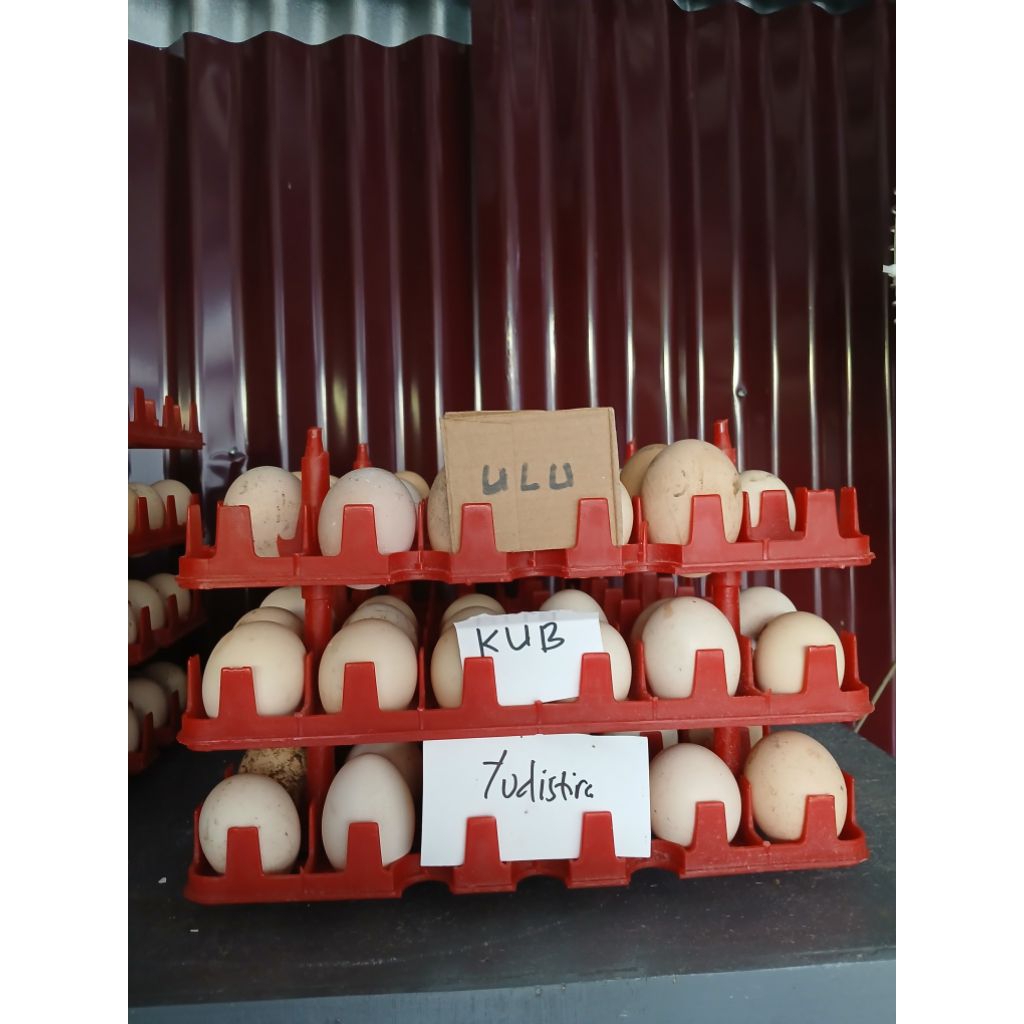 Telur tetas ayam kampung Yudistira dengan kemasan lebih aman