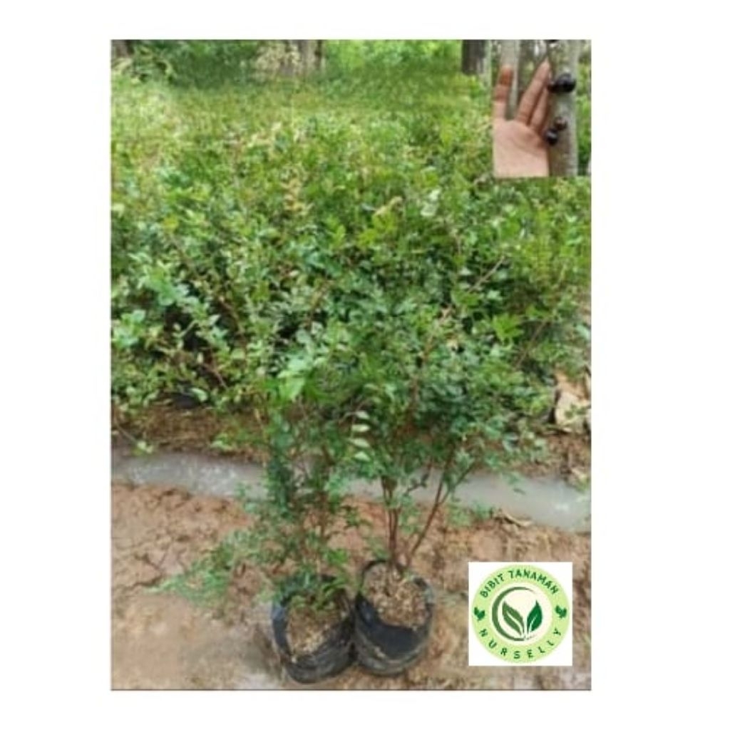 Bibit Pohon Anggur Brazil Sabara / Jenis Anggur Yang Berbuah Dibatang / Rasa Buah Manis Segar / Bisa