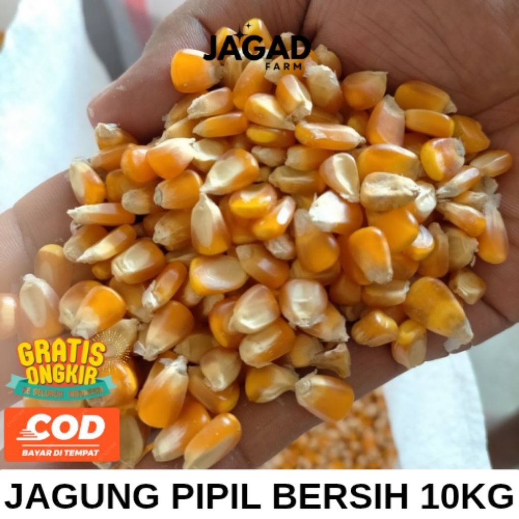 

JAGUNG PIPIL BESAR BERSIH 10KG
