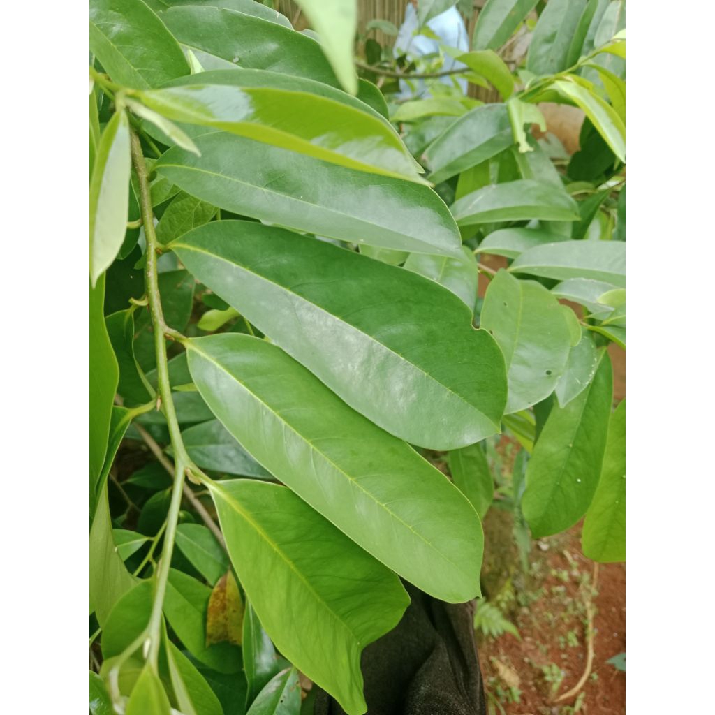 

Daun sirsak segar 50 Lembar