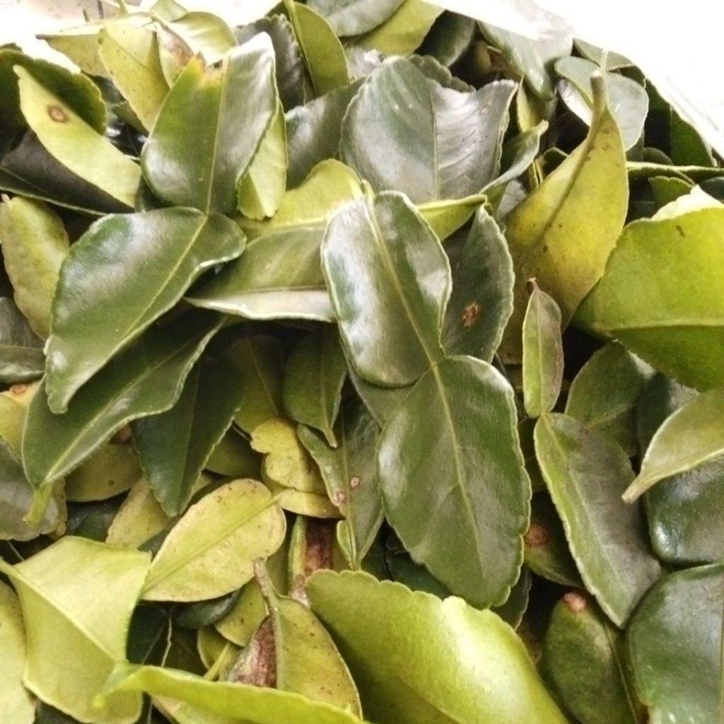 

Daun Jeruk Purut Pilihan Fresh 1KG