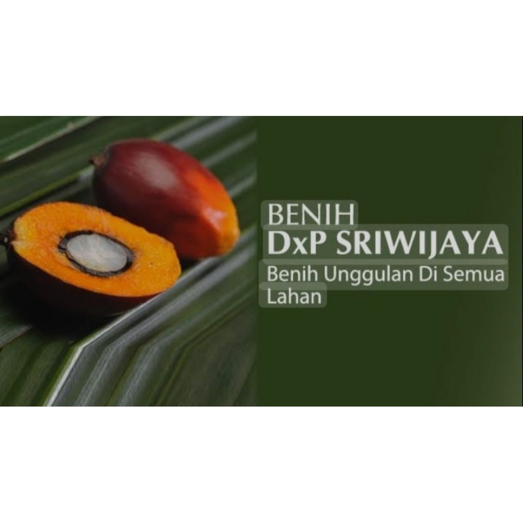 BIBIT BENIH,KECAMBAH UNGGUL(DxP SRIWIJAYA 5, SERTIFIKAT)