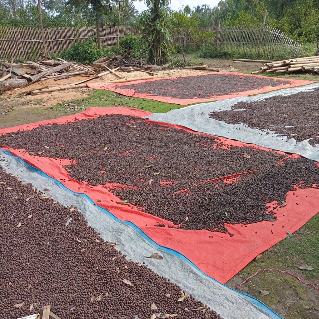 

Cahayadstore Biji Kopi Robusta Glondong Kering 1Kg