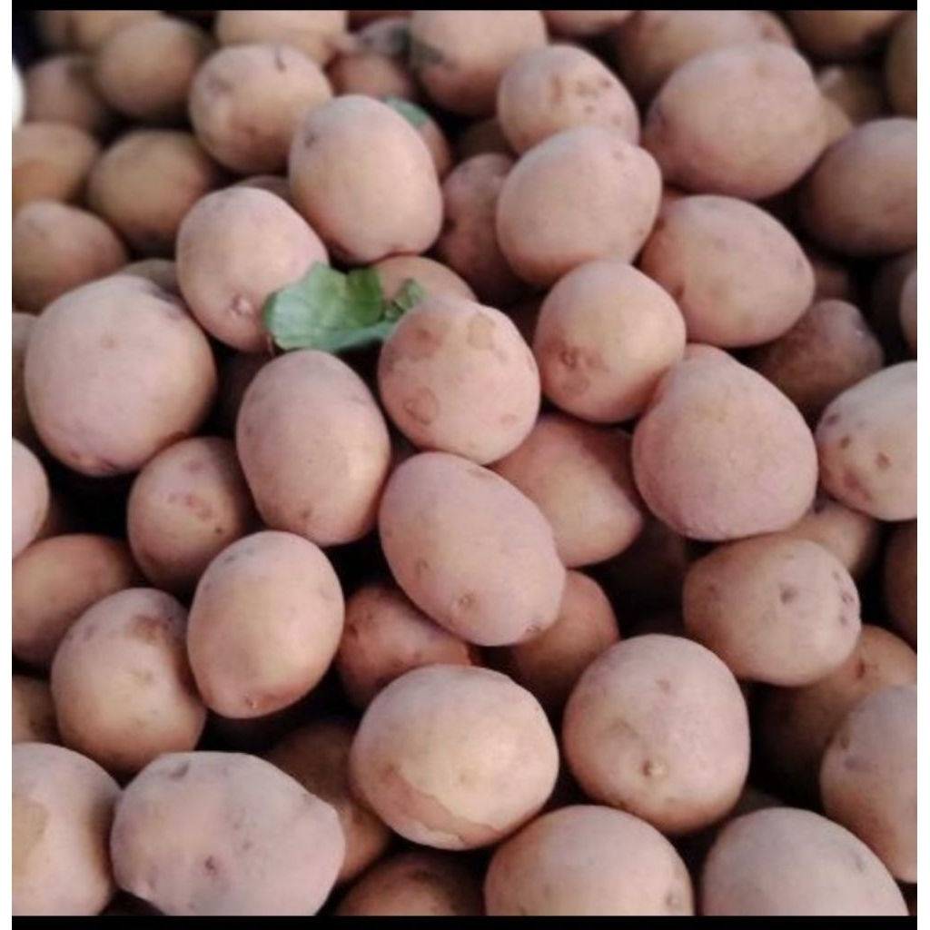 

Kentang Kecil - Kentang Rendang - Baby potato