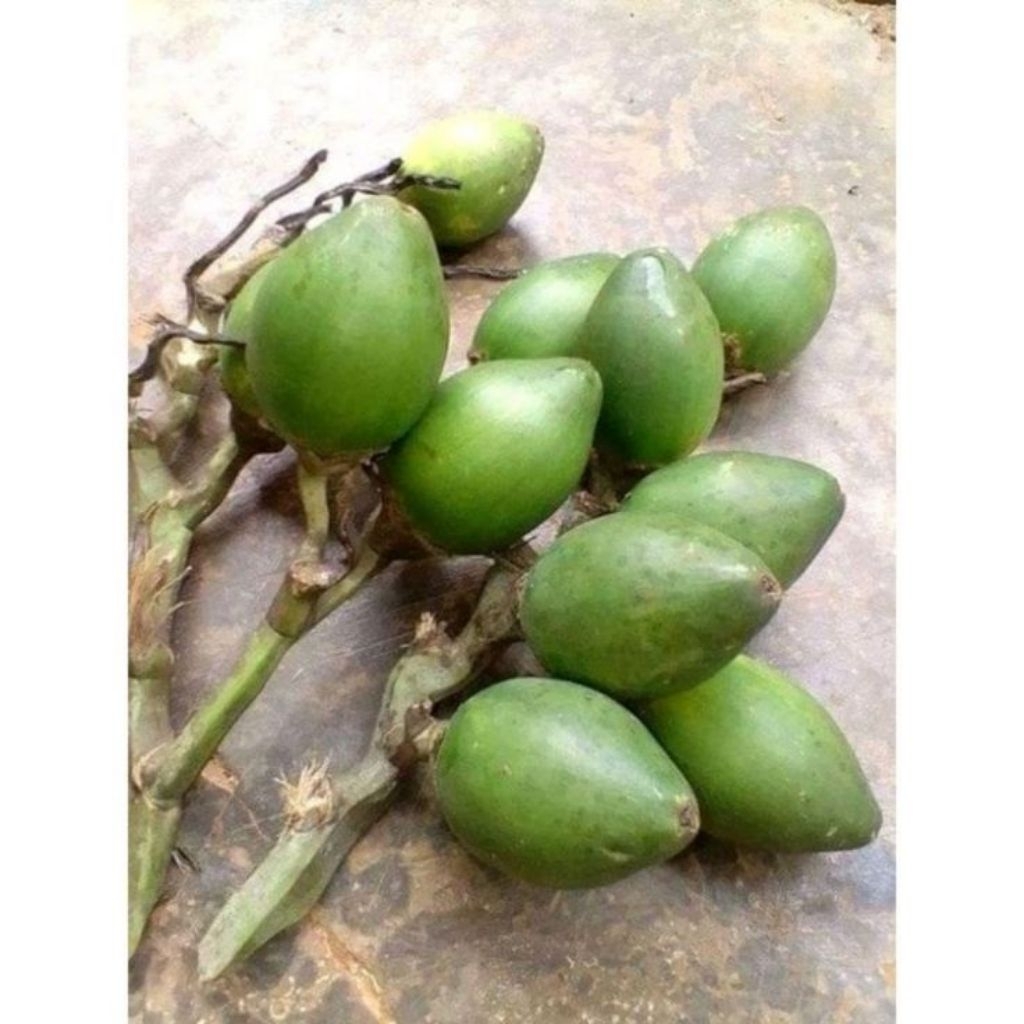 

SETENGAH KILO BUAH PINANG MUDA SEGAR/PENGGAIRAH KEJANTANAN/DI JAMIN MANTUL