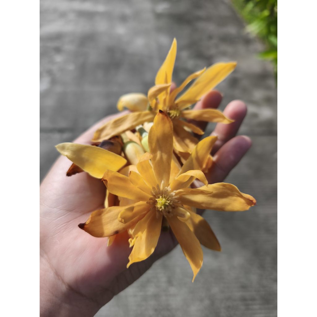 

Bunga Cempaka/Kembang Kantil