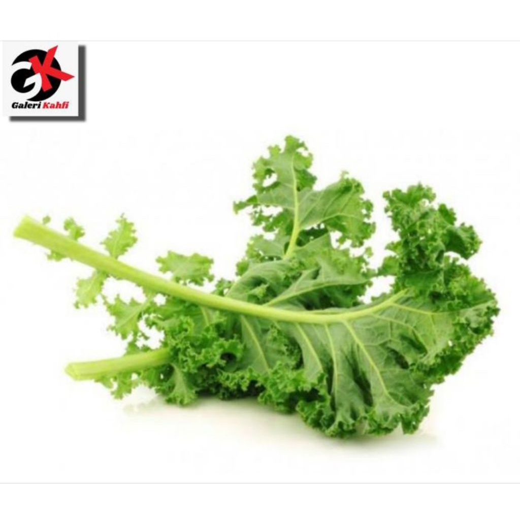 

Daun Kale Segar Berkualitas Grade A _ 250gr