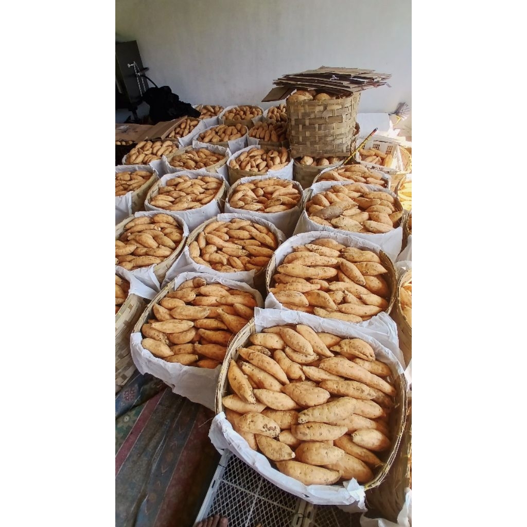 

Ubi Madu Cilembu