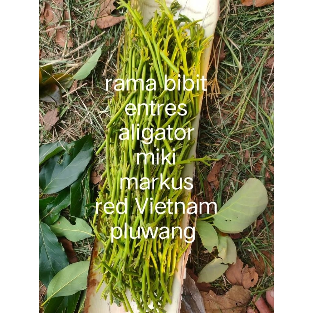 paket entres alpukat (aligator, miki, markus, red Vietnam, pluwang)