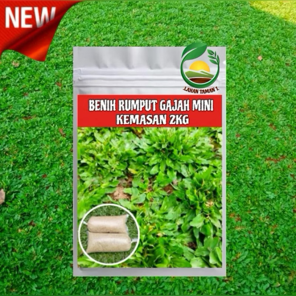 Terbaru benih rumput gajah mini/ rumput gajah mini 2kg benih rumput