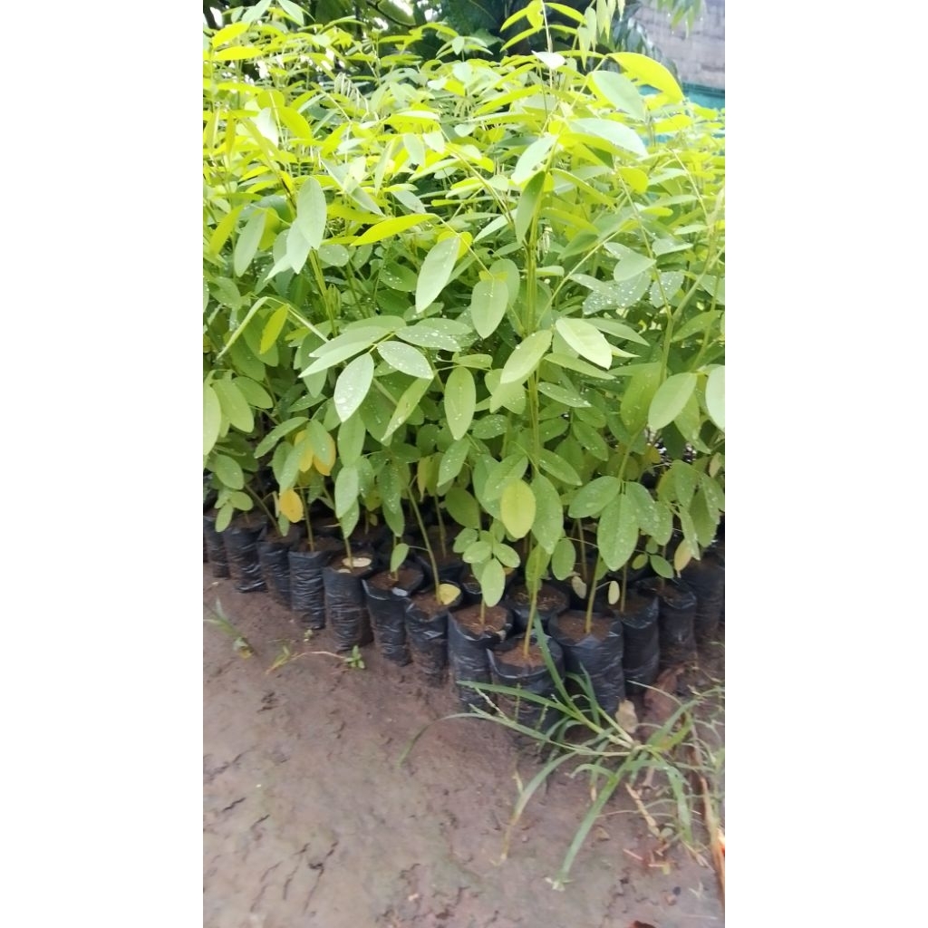 PAKET 10 Bibit tanaman indigofera (pakan ternak) siap tanam