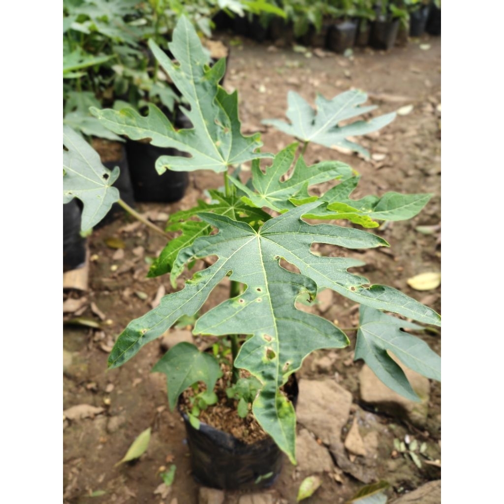 Bibit tanaman pepaya California-F1-hibrida premium -unggul berkulitas