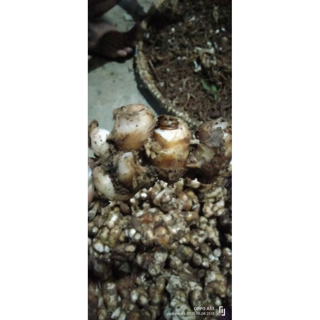 

Kencur segar Fresh Langsung dari petani kemasan 1kg