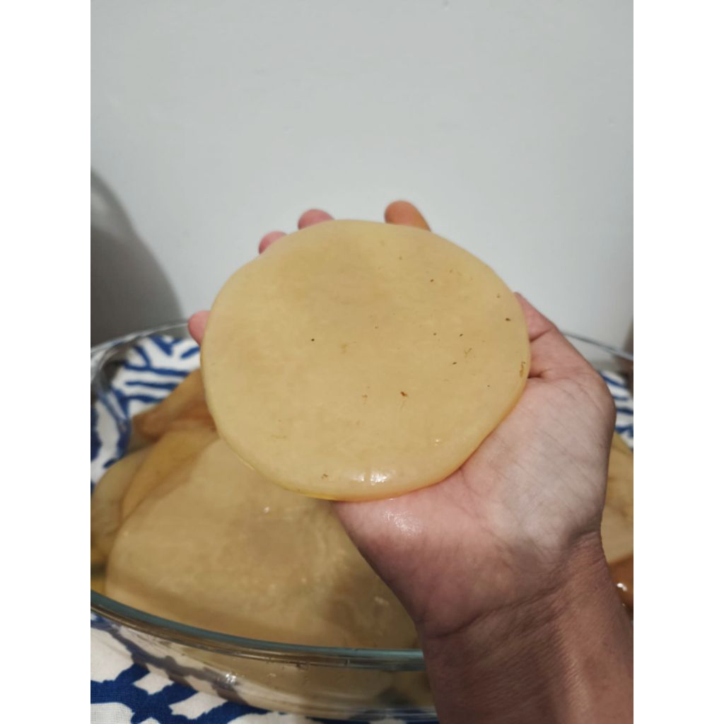 

scoby kombucha ekonomis