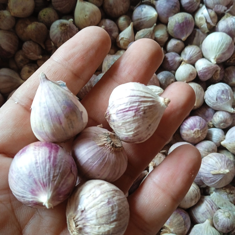 

Bawang Lanang Bawang putih Tunggal