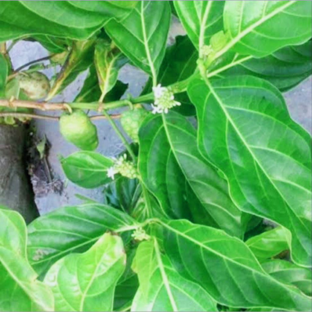 

daun mengkudu/daun Pace muda untuk herbal isi 50 lembar