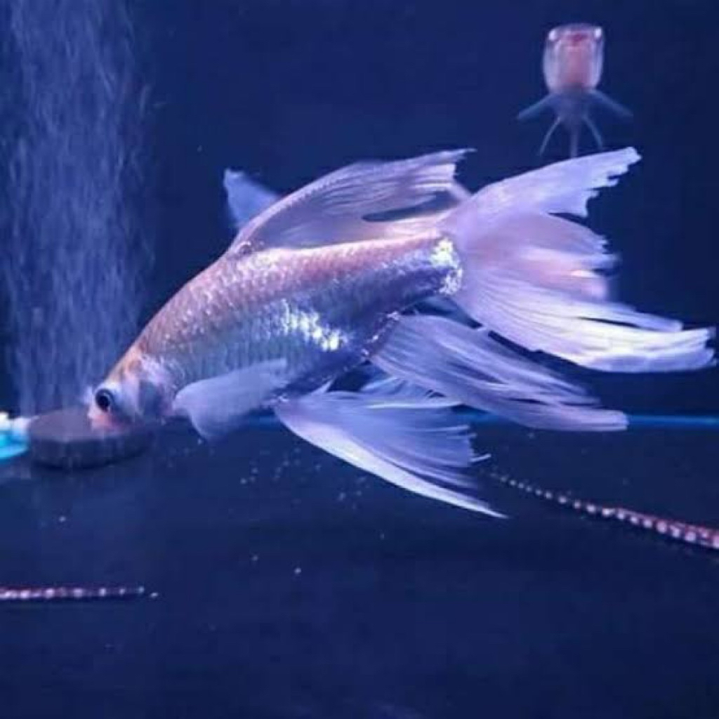 HIASAN AQUARIUM IKAN KAVIAT SLEYER SIZE 8-10cm