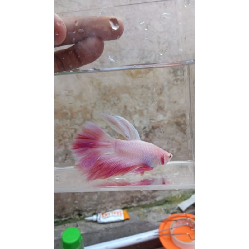 Cupang Halfmoon Pink