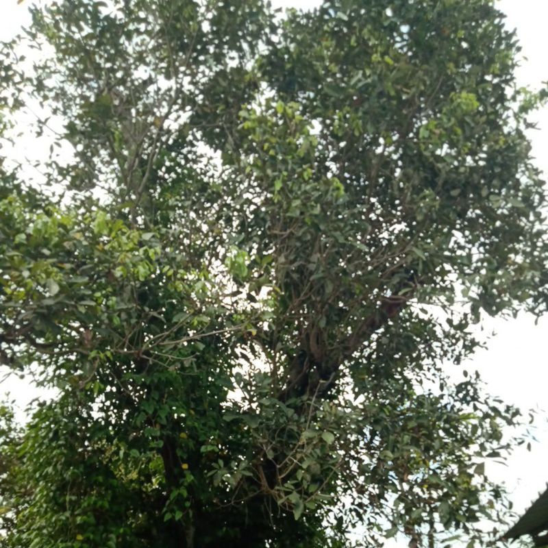 

Daun Rambutan Obat Herbal (dari kebun Bandar Agro Mart)