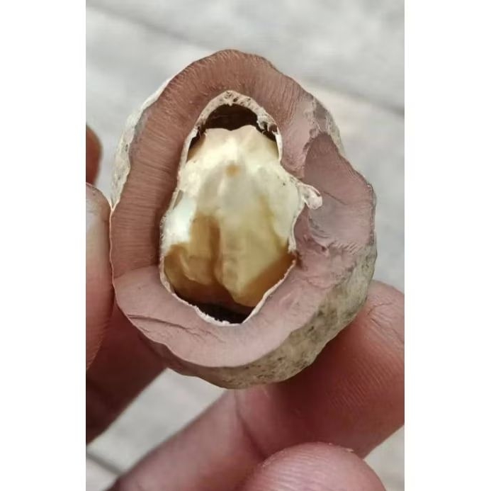 

Muncang oray koneng anak produk Majalaya