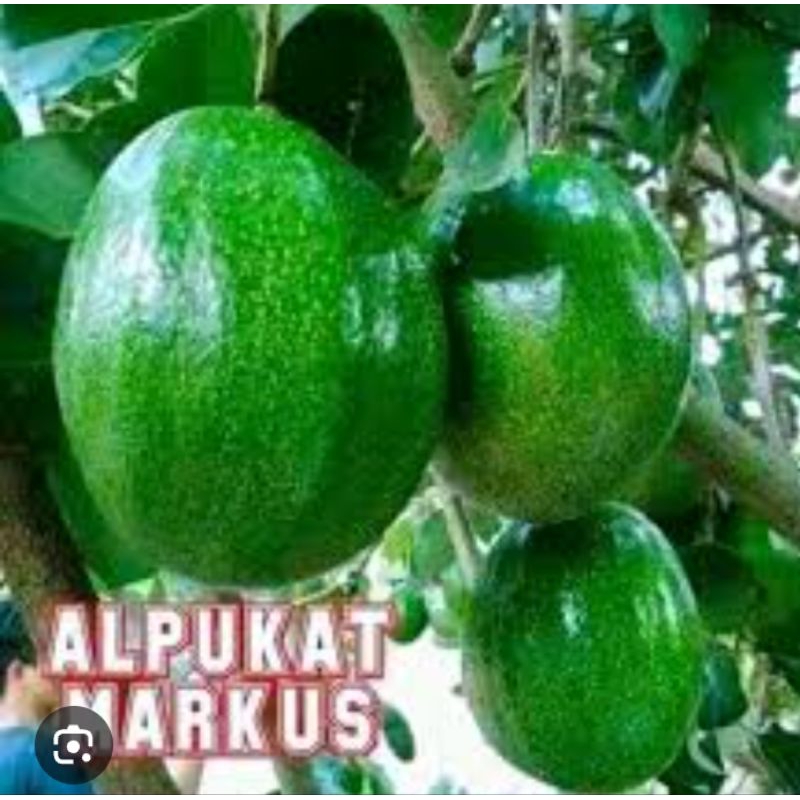 

Alpukat Markus Mangosteel