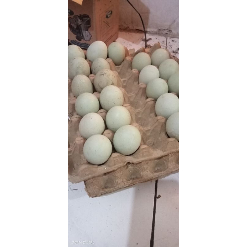 

Telur bebek Wek Fertil berkualitas