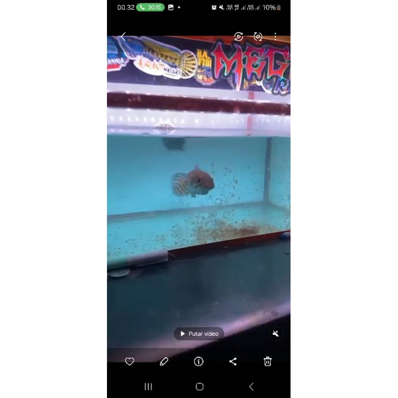 auranti 18-20cm gacorr