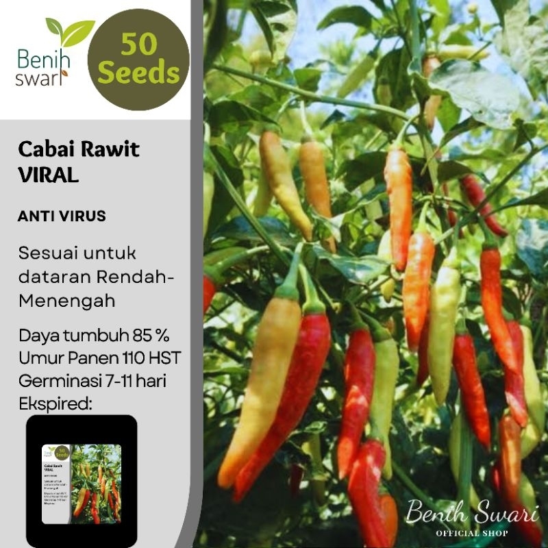 Isi 50 Butir Benih Cabai Rawit VIRAL