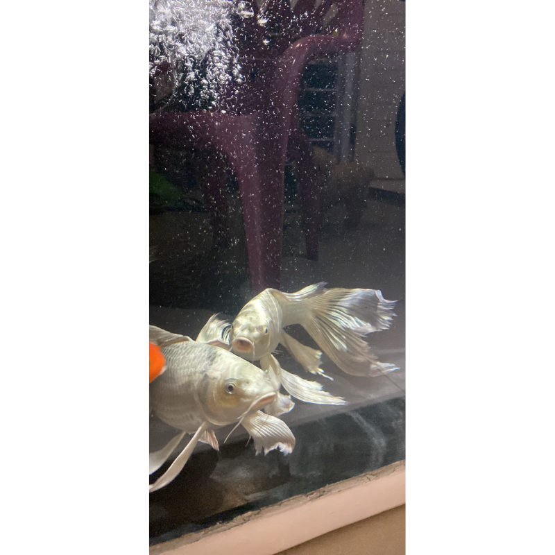 anakan ikan koi kumpay