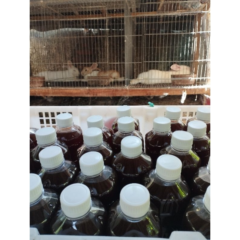 Urine kelinci murni 500 ml