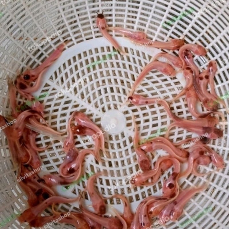 hiasan aquarium lele albino belang isi 10e